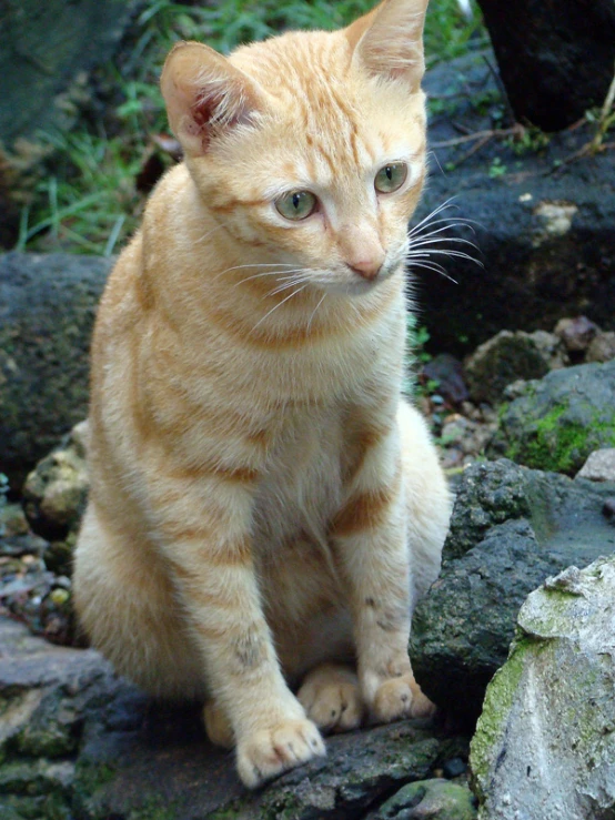 an orange and white kitten sitting on top of a rock