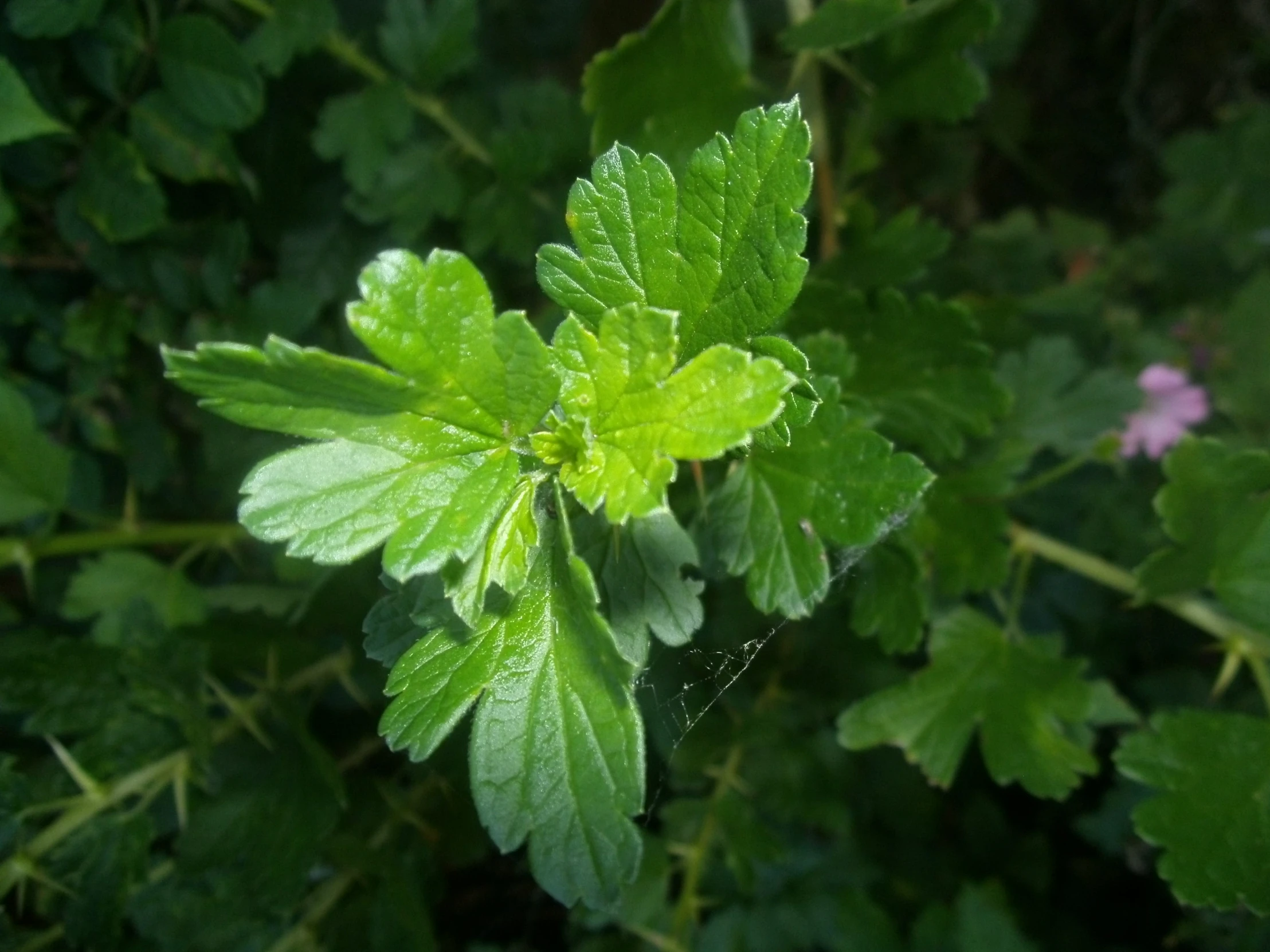 green leaves are growing in the middle of a bush