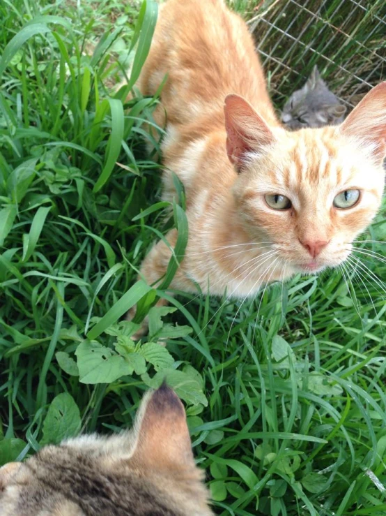 the cats are sitting in the grass looking at each other