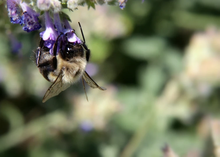 there is a large bee that is on some flowers