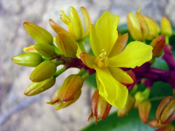 a yellow flower with several buds growing in the center