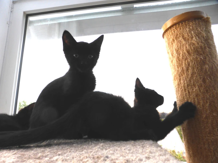 two black cats sit on a carpeted surface in front of an open window