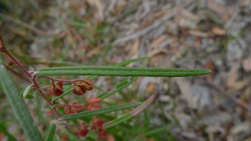 two small green leaves and two flowers in a field