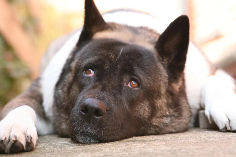 dog with sad eyes laying down on cement