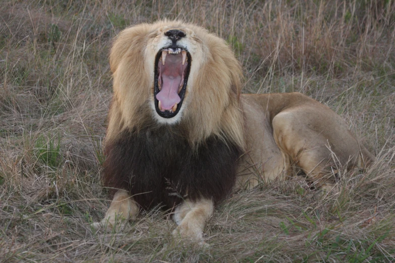 an animal with a long mane has its mouth open