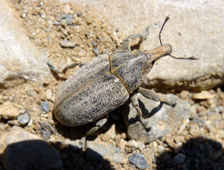 a beetle with white and black stripes on it