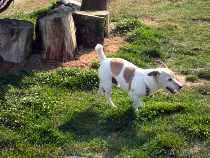 a dog in a field looking up