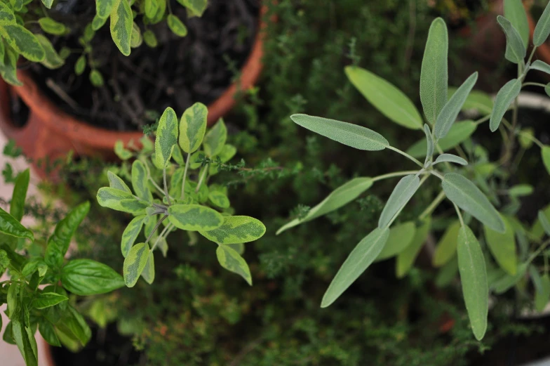 green plants that are growing in the dirt