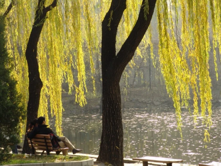 a woman sitting on a park bench next to a tree with yellow leaves