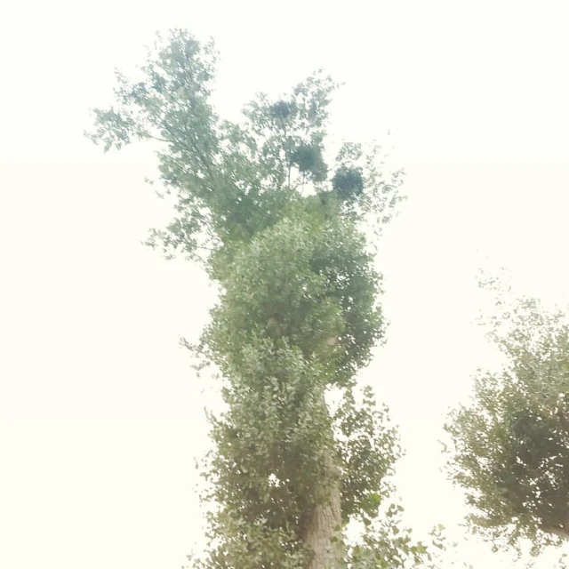 a tall tree in the midst of two smaller trees