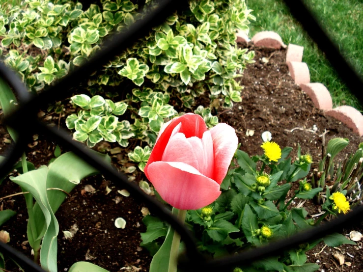 the pink flower is growing in the garden