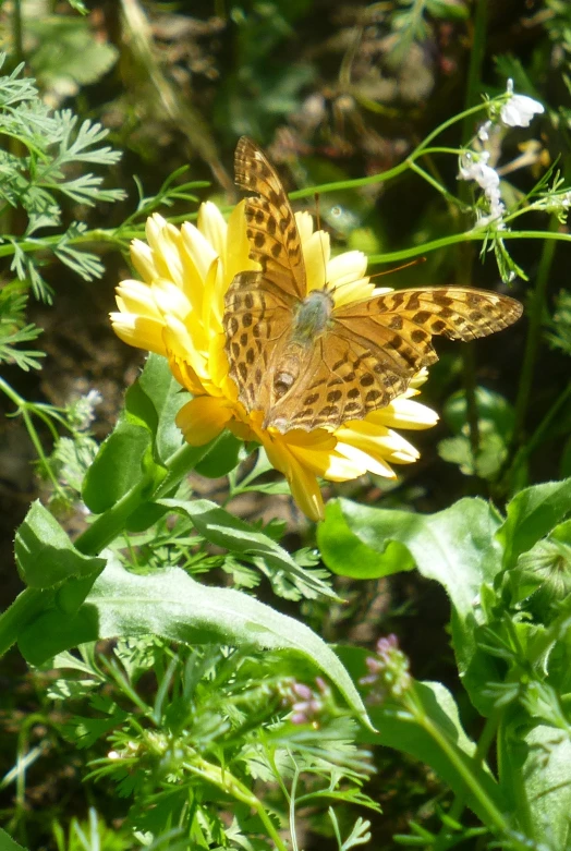 an orange erfly sitting on top of a yellow flower