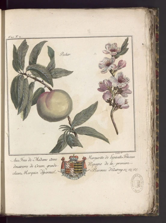 a plate with peaches and some flowers on it