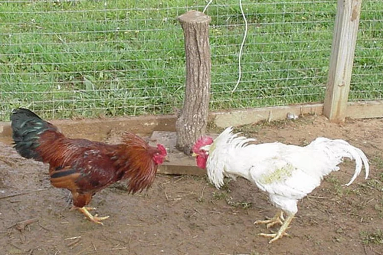 two chickens in dirt area with fence and grass in background