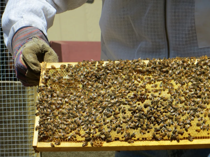 a beekeeper looking down at a honeybeehive