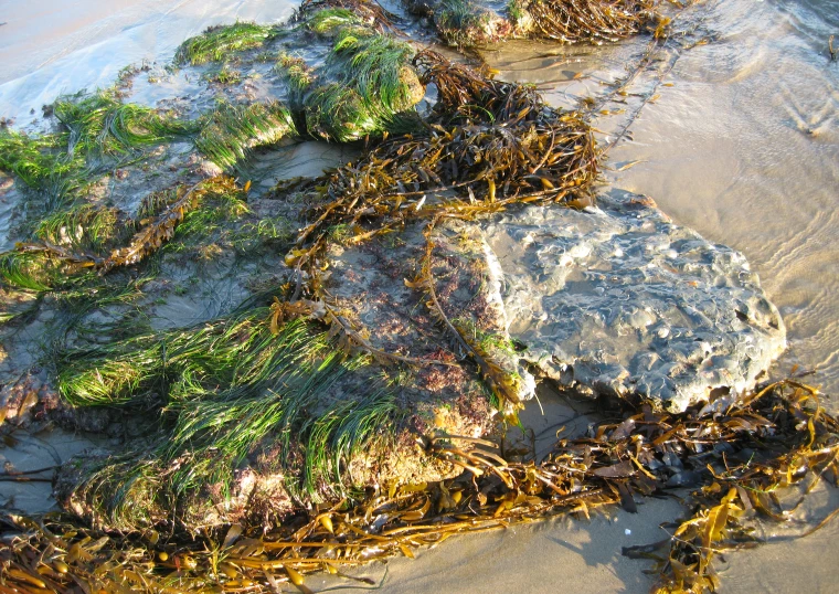 some plants are on the beach and is covered in seaweed