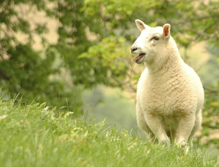 a close - up of a sheep standing in a field