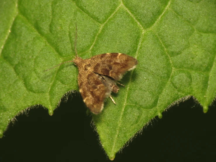 a close up picture of a moth on a leaf