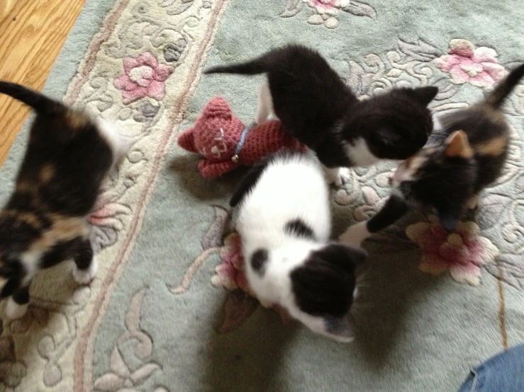 three kittens in a circle, playing with a teddy bear