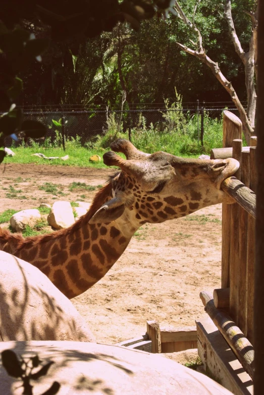 giraffes are eating soing out of a tree