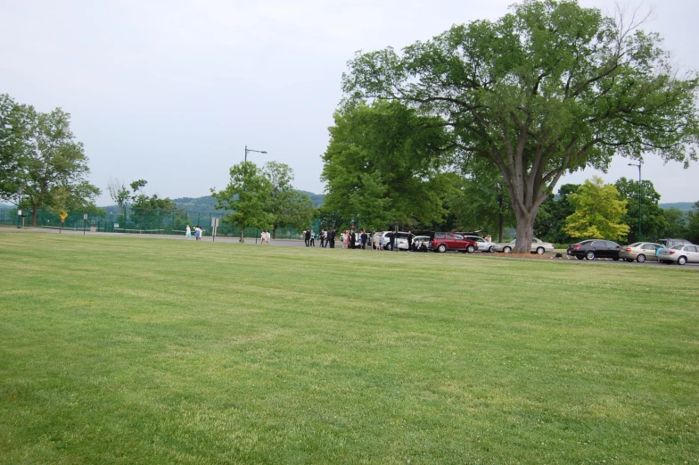 some cars are parked in the grass near a large tree