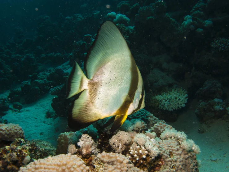 a fish that is floating around some corals