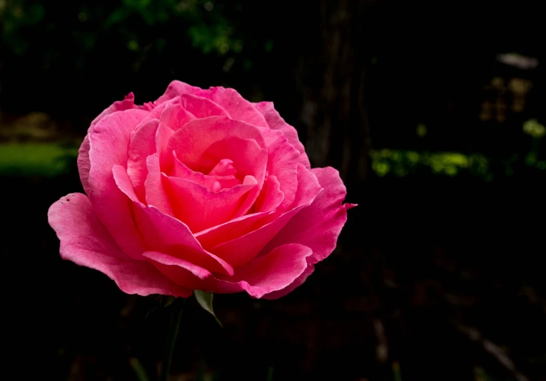 a single pink rose sitting next to green grass