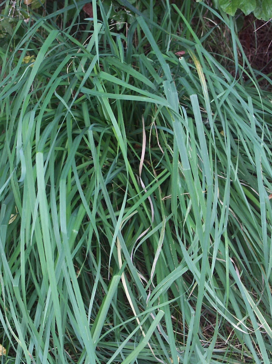 close up of green foliage with leaves and brush in the background