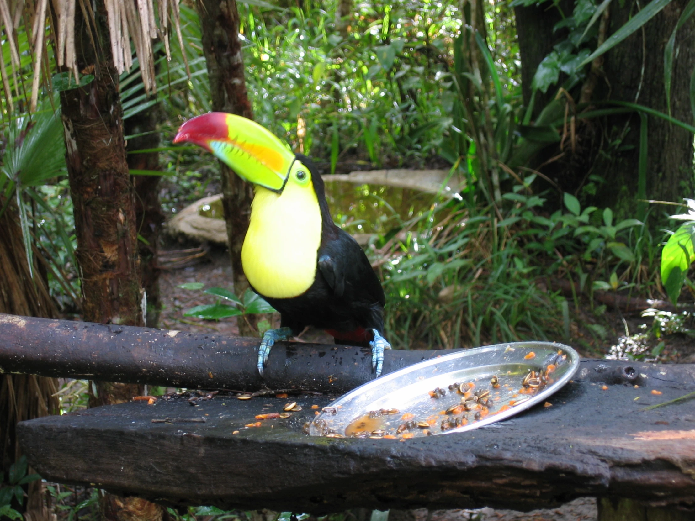 a colorful bird sits on top of a rail