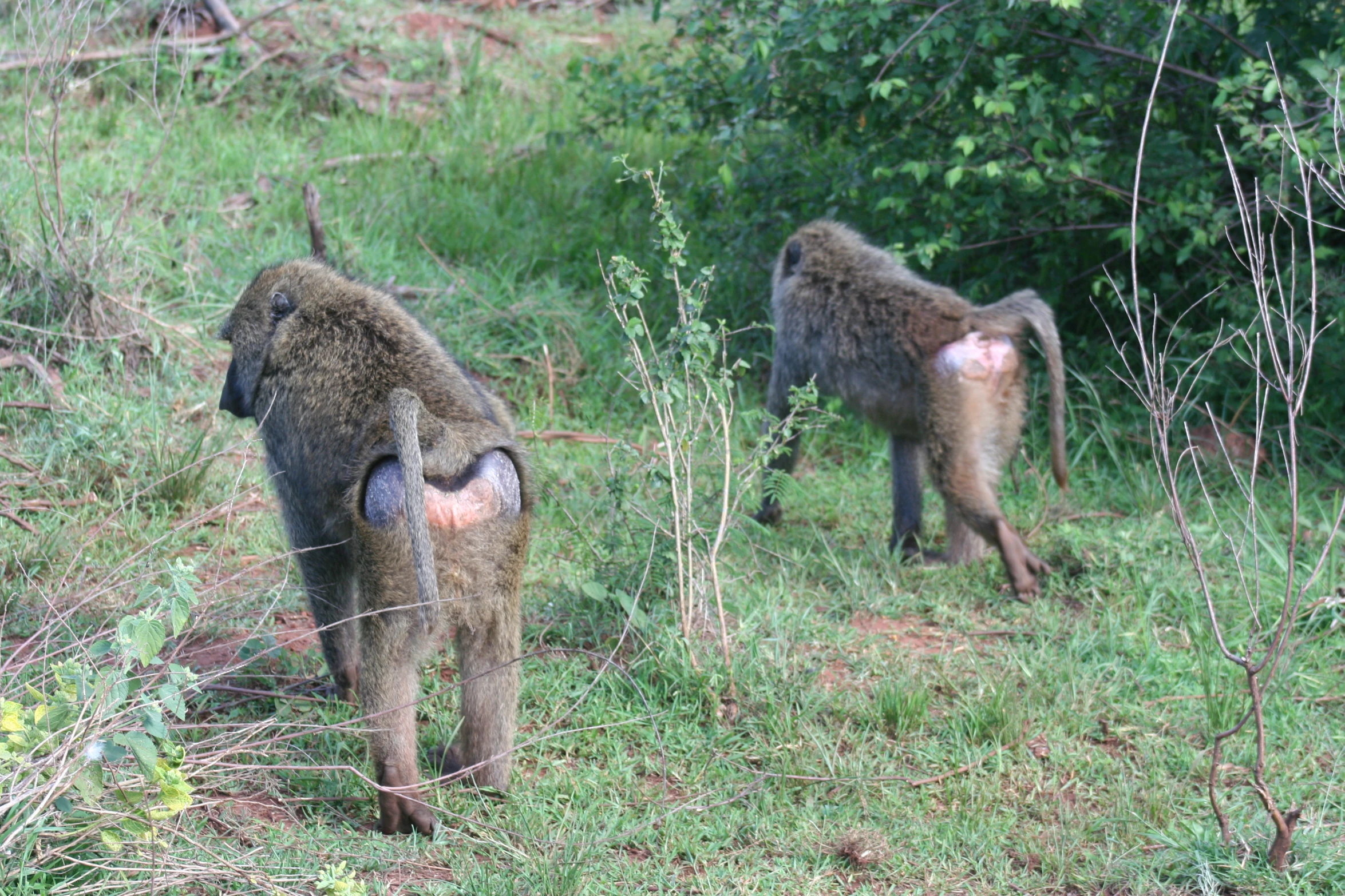 two monkeys are on the grassy hill