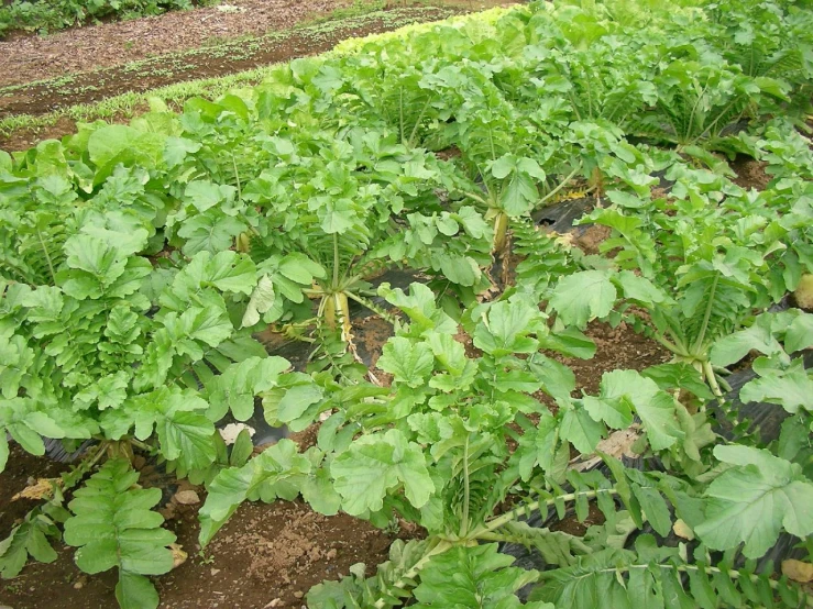 many plants that are growing in the dirt