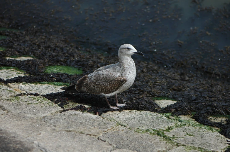a seagull standing on pavement near water and grass