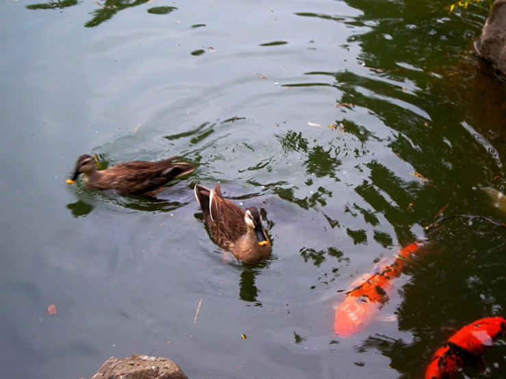 two ducks swimming near a bunch of koi fish