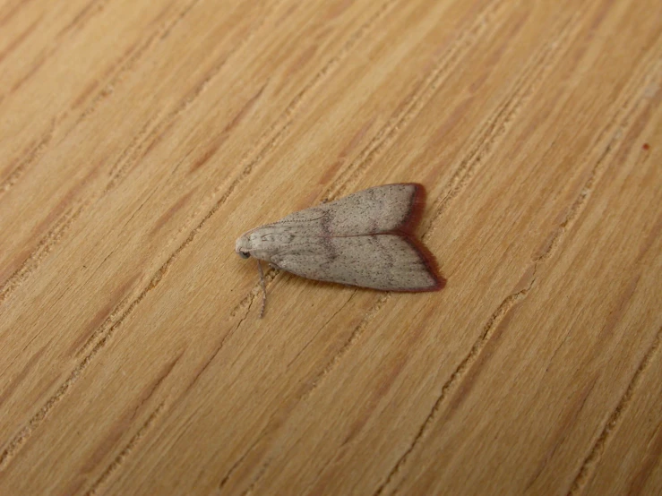 a white and brown moths sitting on top of a wooden surface