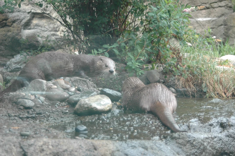 two bears are playing in a pool of water