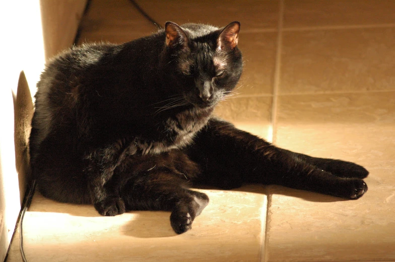 a black cat is lying on the floor