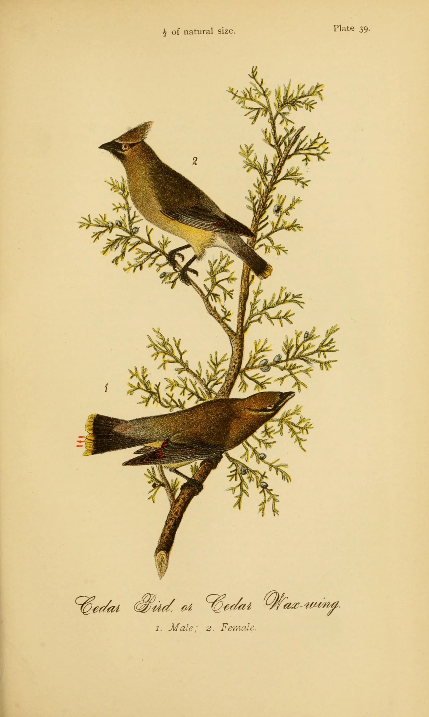 two birds sitting on a nch of a tree