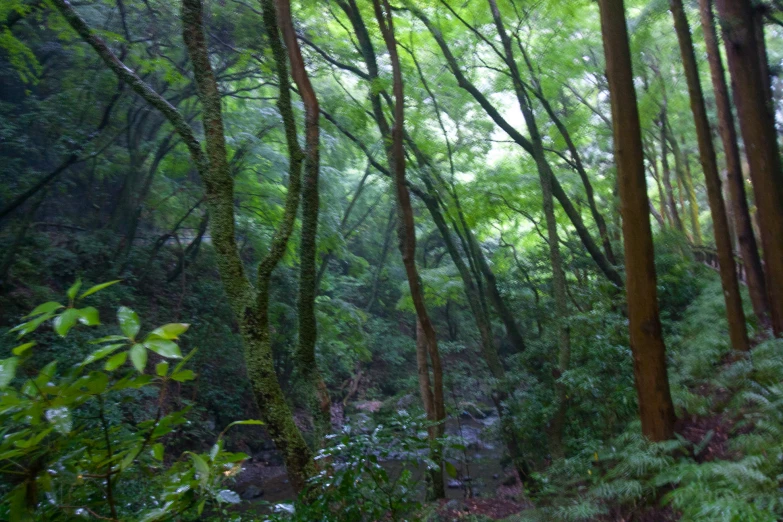 a path in the woods between two trees