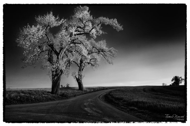 two trees are on a small road in the countryside