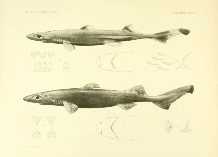 two fish on different views of their size and sizes