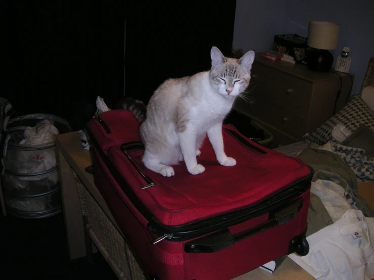a cat is sitting on top of an upright suitcase