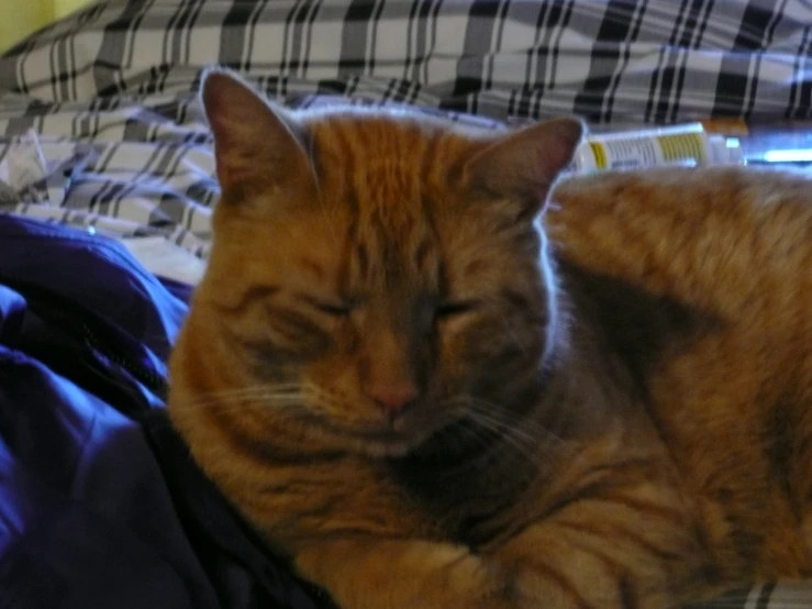 a cat is laying on a bed with some clothes