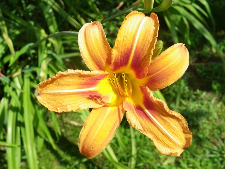 close up of the top of an orange flower