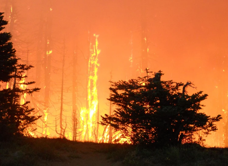 a forest with lots of smoke and yellow haze