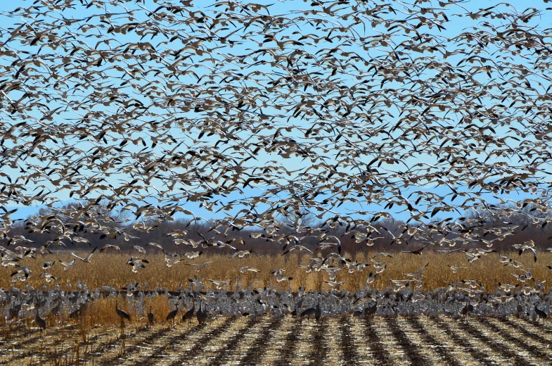 there is a huge flock of birds flying in the sky