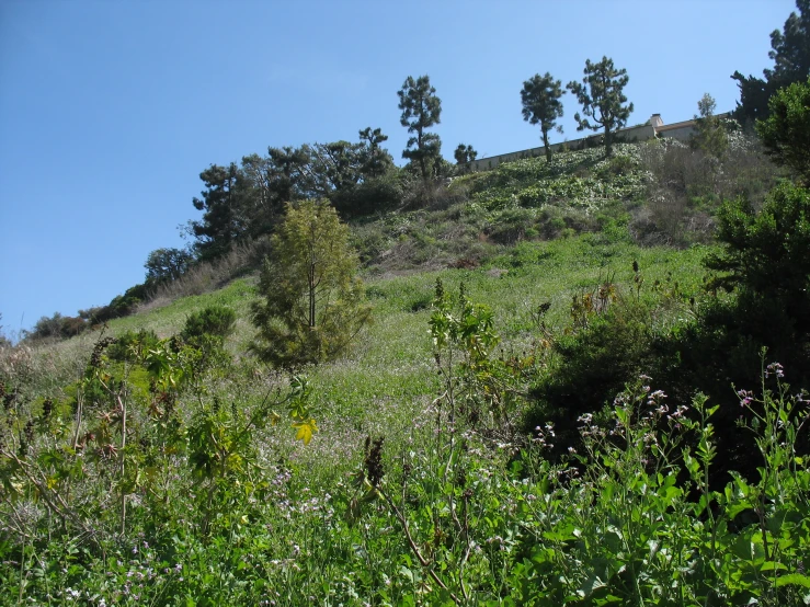 the hills have trees on top of them