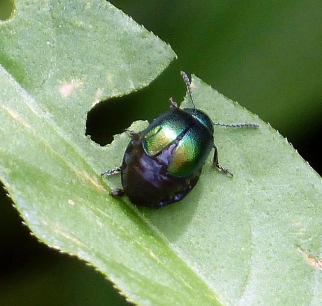 an insect with multicolored stripes sits on the edge of a leaf