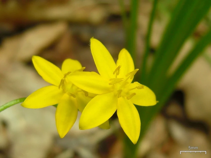 a small yellow flower blooming from a stem