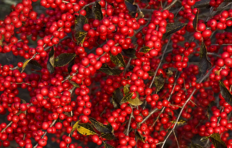 a tree filled with lots of small red berries