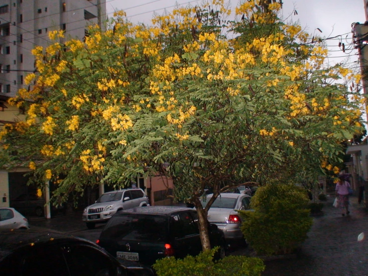 there are flowers blooming on the tree